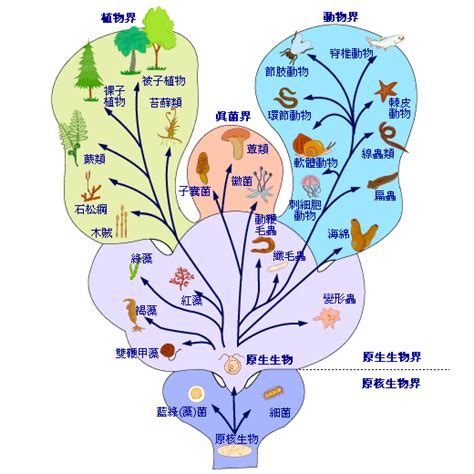 界門綱目科屬種查詢|分類階元